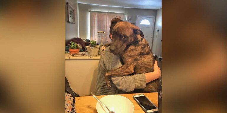 The dog was rescued and adopted by a woman who kept hugging its owner as a sign of love and warmth