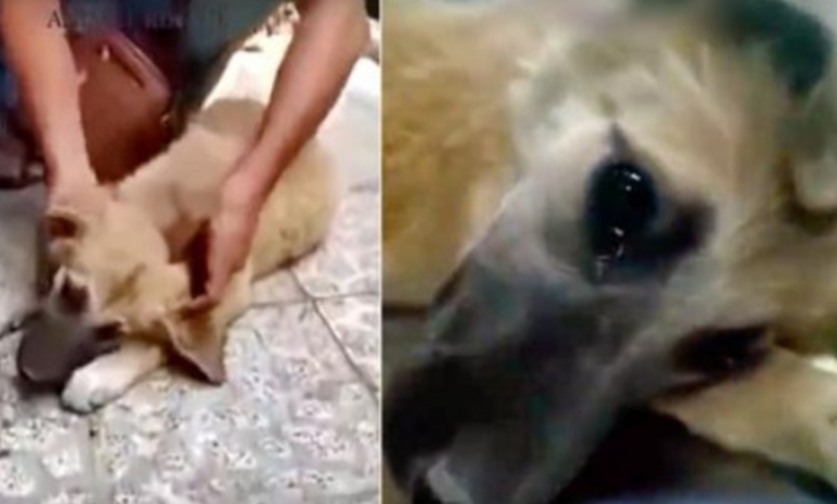 The dog was severely beaten by the addict.  After being rescued, the puppy couldn't hide his tears as he felt that he was now safe and sound