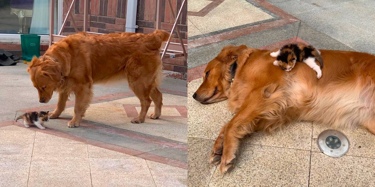 The dogs saw that the poor kitten needed help and asked the owner to take it home