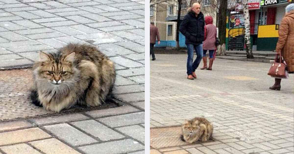 The faithful kitten is still sitting on the shaft waiting for its owner to return.  He refuses to move from this location because that's where his owner left him