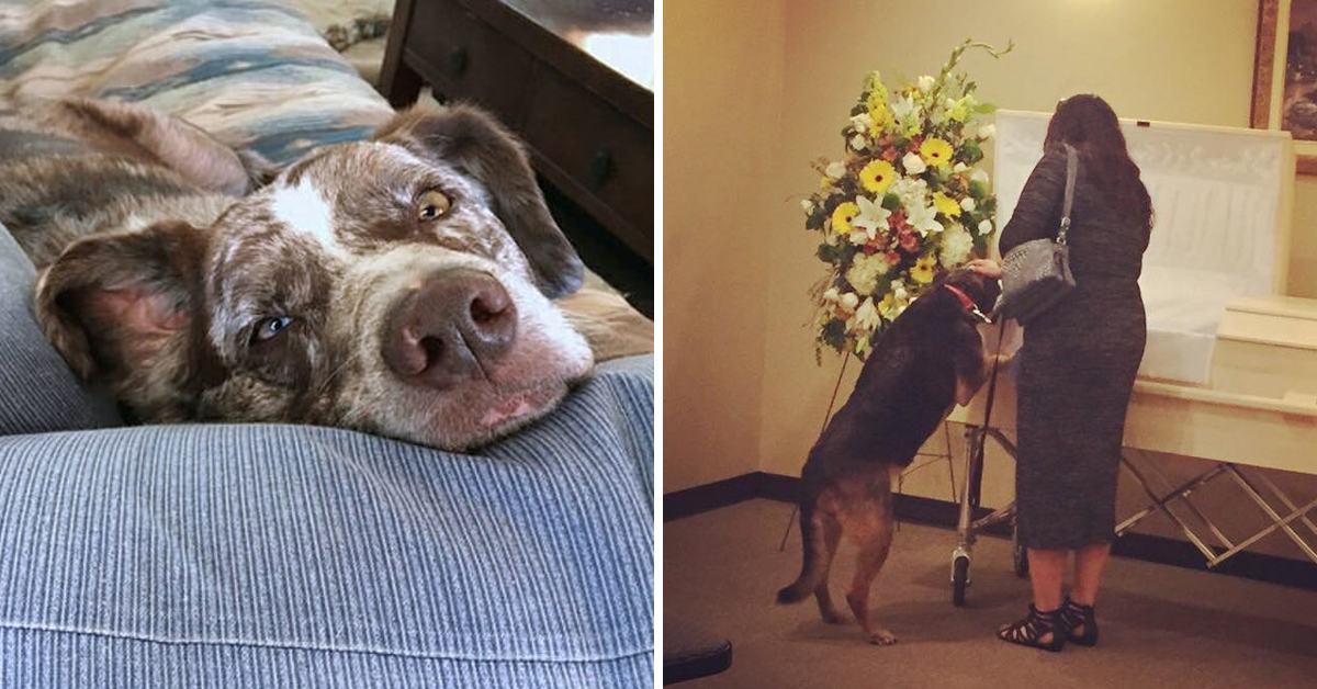 The family dog ​​said goodbye to its owner for the last time