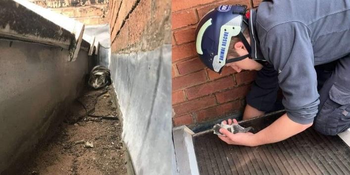 The family heard a strange sound coming from the gutter and discovered someone was hiding there