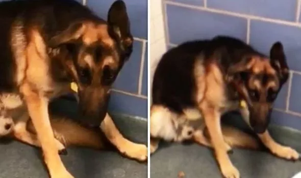 The family left their loyal dog at the shelter when they gave birth