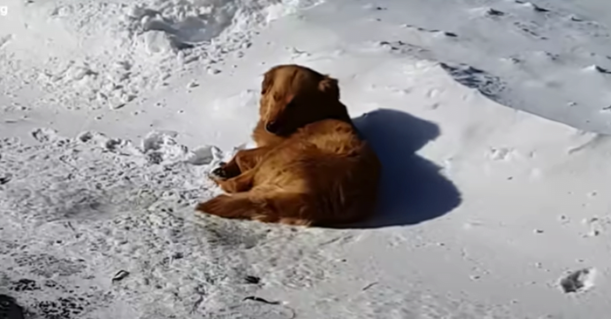 The hopeless dog was sleeping in the snow in front of the hotel until a tourist saw it