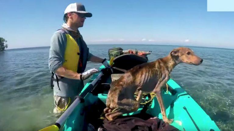 The hungry dog ​​is saved by a man on a deserted island and the puppy has a second chance to live