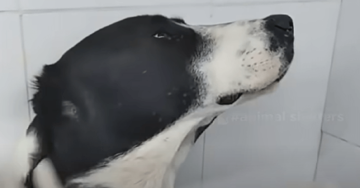 The kids noticed the dog on the side of the road and took it to the vet for help