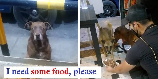 The kind and generous restaurant owner prepares a free meal for the homeless dogs that visit his restaurant