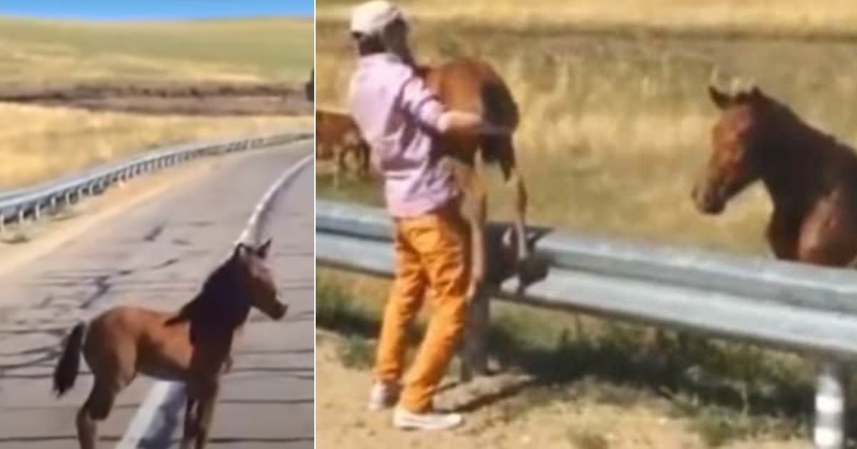 The kind driver saved the pony stuck in the middle of the road and returned it to its mother