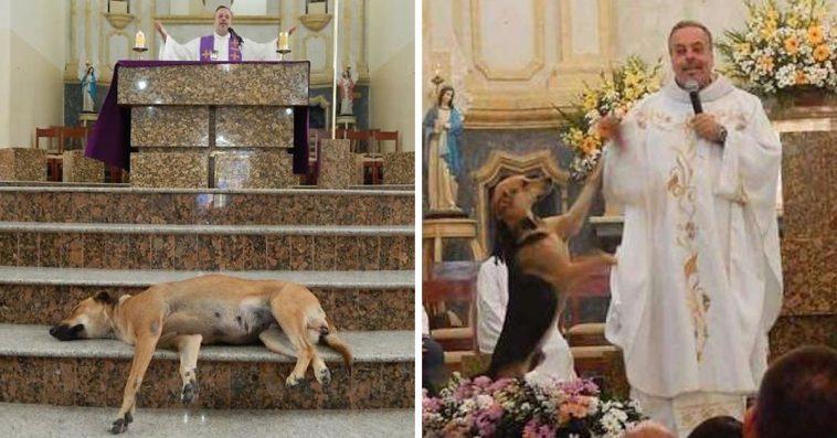 The kind priest gives the feral dogs an opportunity to come to the church and urges people to adopt these feral dogs