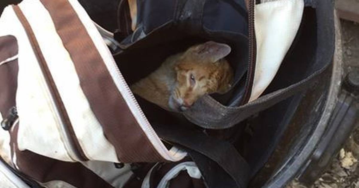 The kitten was found dumped in a trash bag near the trash can