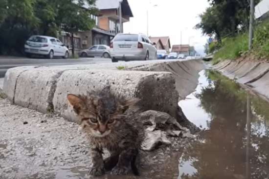 The kitten was helpless in the rain, ignored by passers-by