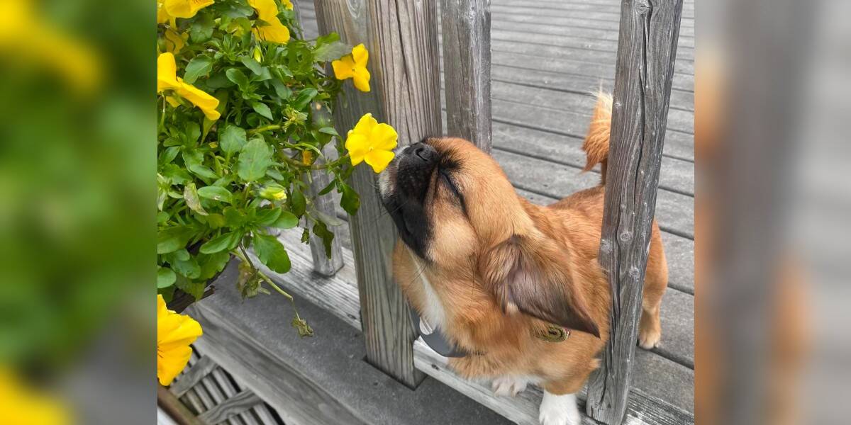 The little dog loves to stop and smell every flower he sees