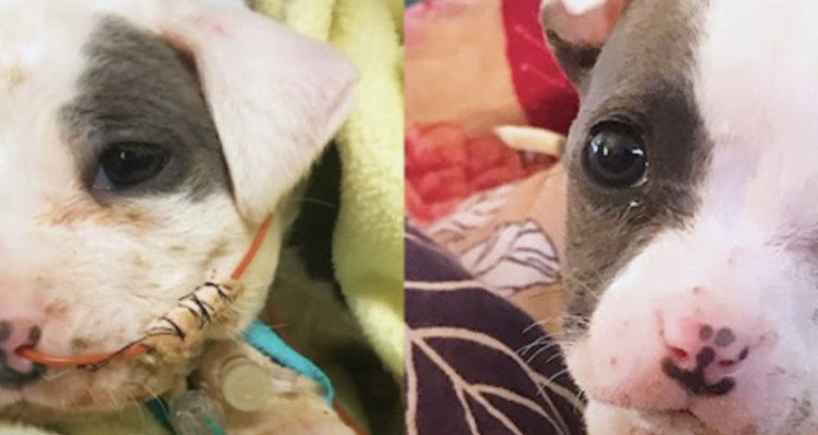 The little dog rescued from the construction site has a very beautiful life