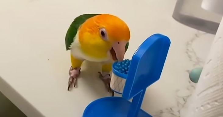 The mischievous parrot has a unique passion for basketball