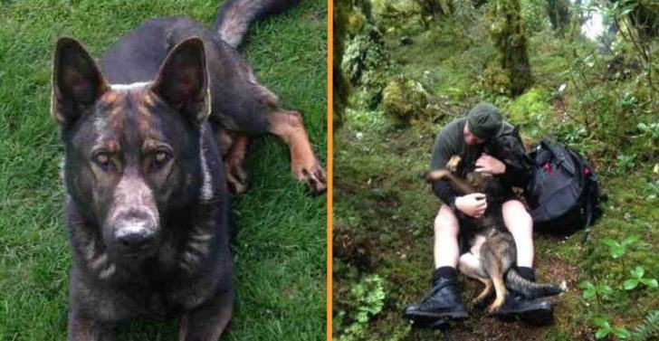 The missing German shepherd dog was found after seven days in the mountains.  The dog couldn't hide his happiness when he saw his owner again