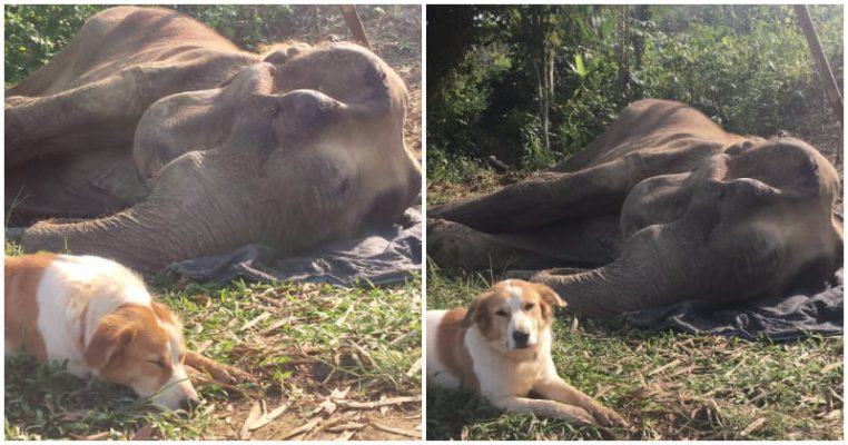 The mother elephant and her loyal canine friend are inseparable until the elephant takes its last breath