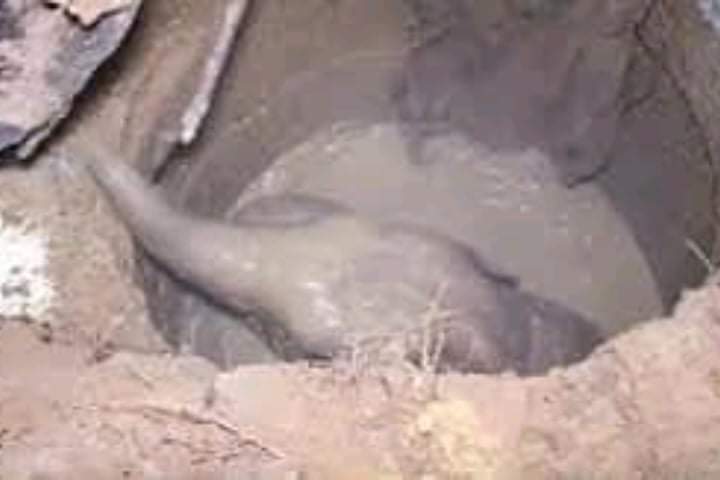 The mother elephant led the force to save the baby elephant stuck in the mud hole