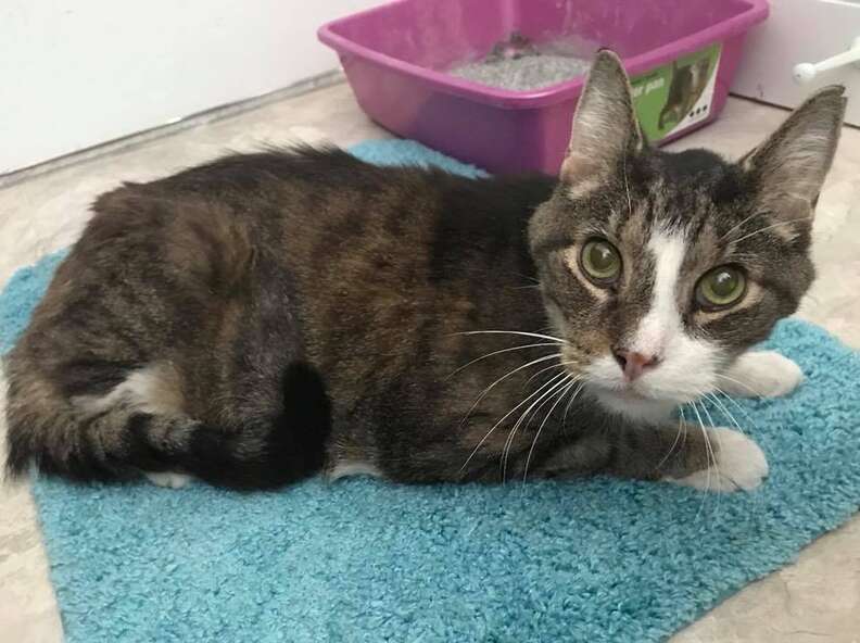 The old cat, aged 26, was left at the shelter until a woman saw a post about it.