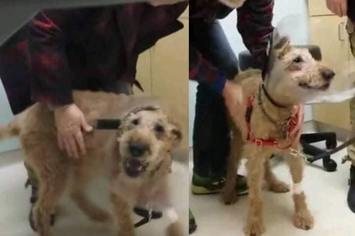 The once-blind dog is happy to see his family again after eye surgery