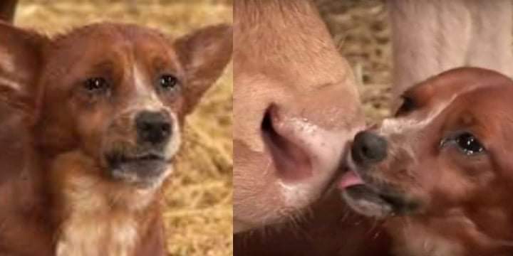 The orphaned dog burst into tears when he saw the cow that took care of him