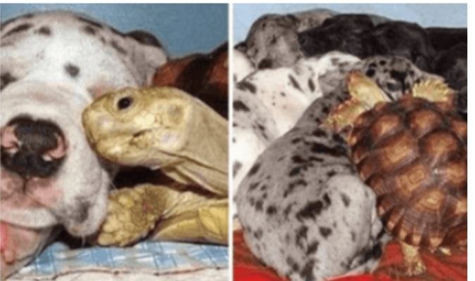 The orphaned little turtle was raised by rescue dogs and now they get along very well