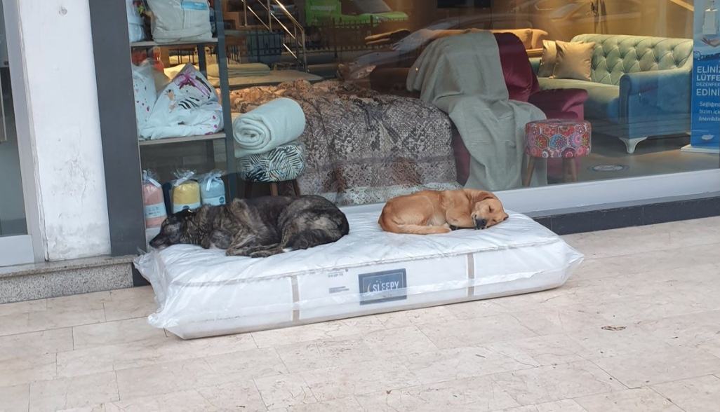 The owner of the furniture store places the soft mattresses in front of the shop where the roaming dogs sleep