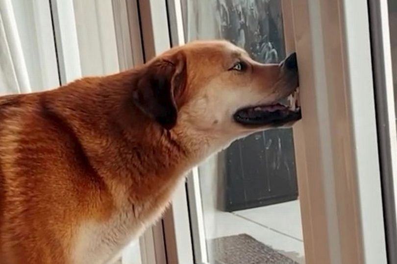 The owners of this dog spent a lot of money to learn the dog's strange nose