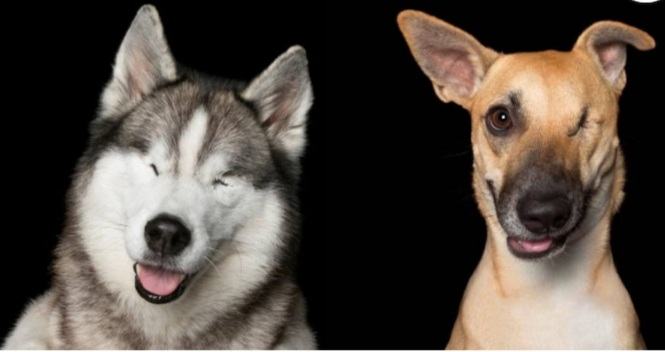 The photographer captured the rescued disabled dogs and cats brilliantly.  He introduces their imperfections by making them perfect