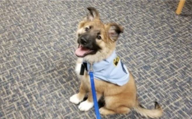 The police hired a cute and cuddly rescue dog for the best reason