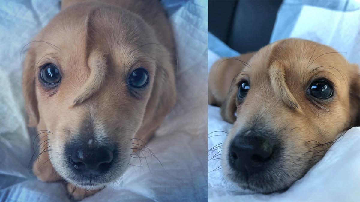 The puppy with a unicorn tail on its forehead is in good health