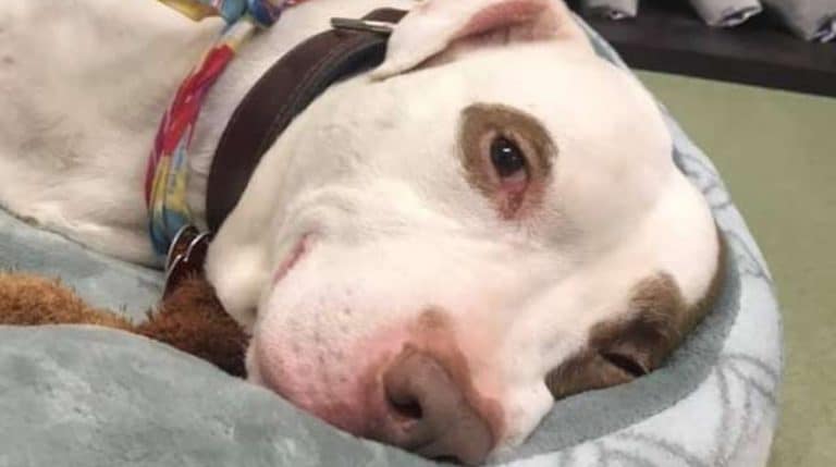 The sad dog refused to eat or drink because it was left alone in the shelter.  Fortunately, a miracle happened in his life.