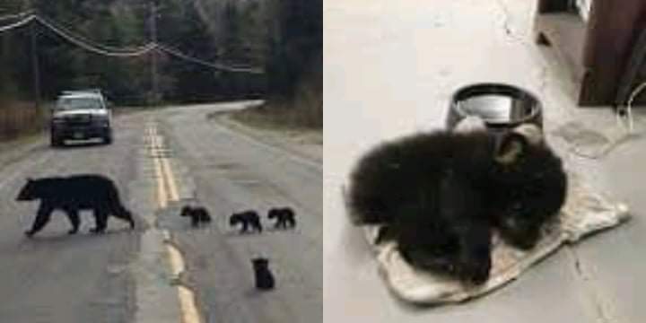 The sick tiger cub was saved by a policeman.  Unfortunately, the bear was left behind by his family