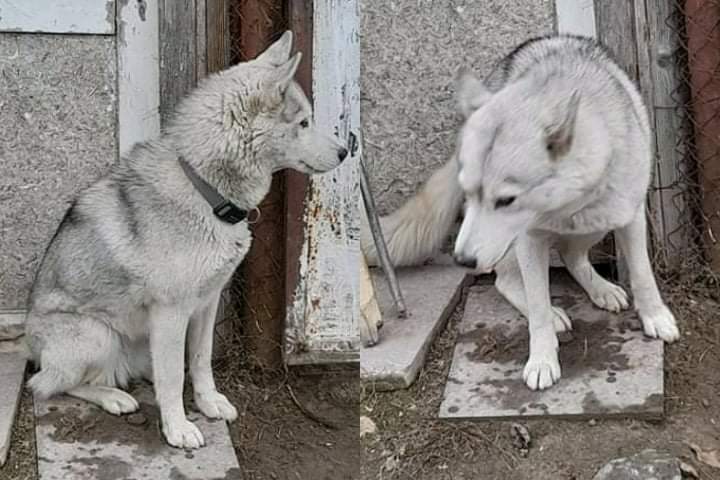 The story of an abandoned and hopeless dog saved by a lovely family