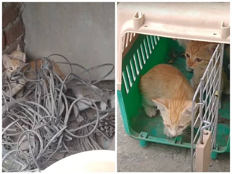 The three poor and abandoned kittens were sobbing for their mother as she would never return any more