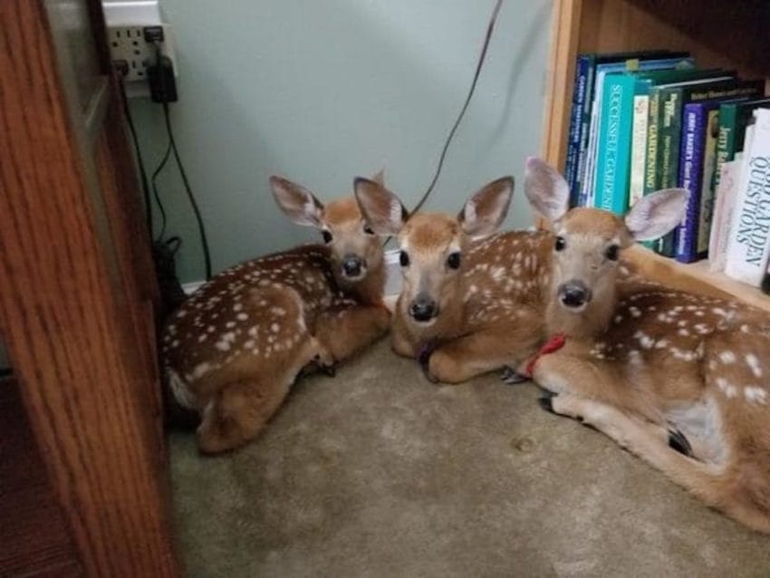 The woman opened the back door to let 3 deer into the house to avoid the storm