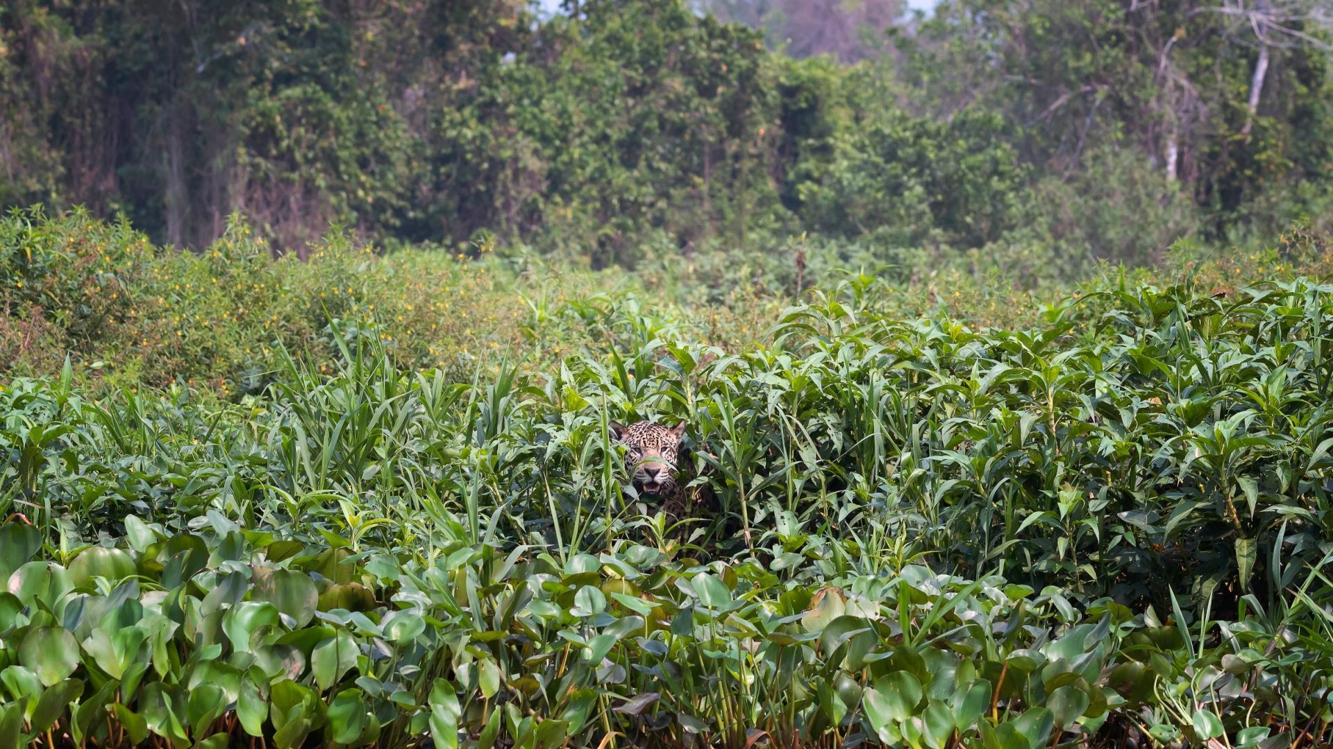 There are two jaguars in this forest scene - but can you spot the second one?