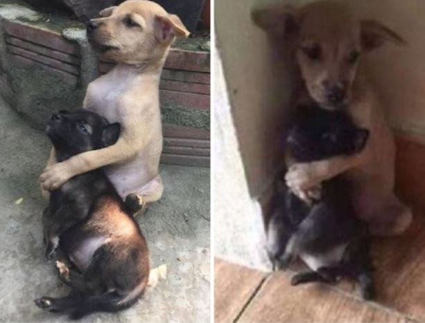 These adorable stray dogs don't stop cuddling and comforting each other even after being rescued