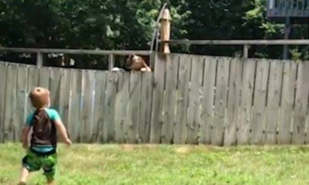 This cute clip shows Conway and the neighbor's dog playing as they crawl over the fence in the cutest way