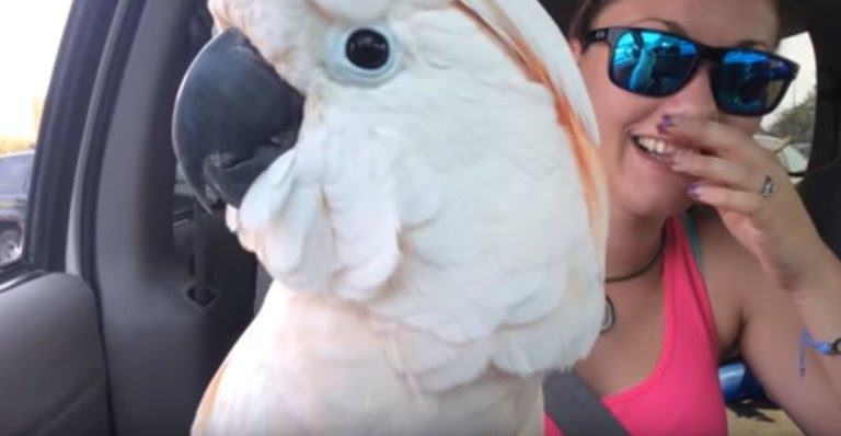 This cute footage shows a huge cockatoo screaming at passersby from a car