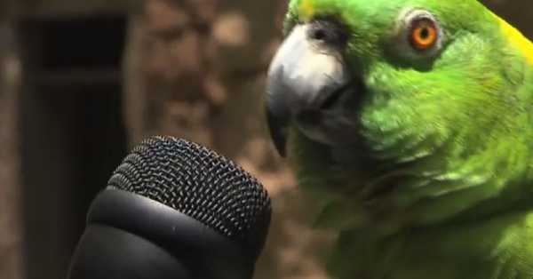 This is Groucho.  The most talented amazon blue parrot has a special talent