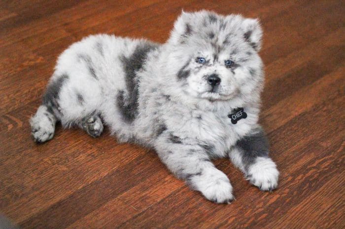 This is a cute puppy named Oreo Cloud just like Oreo Mclurry Fluff