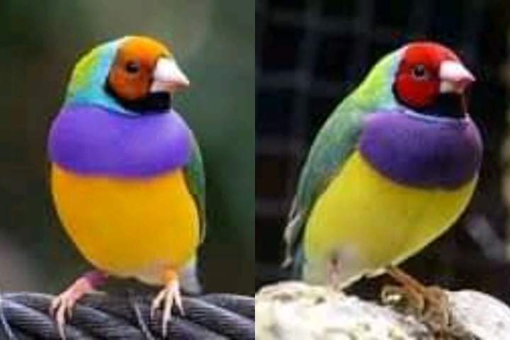 This is the Rainbow Finch - a glowing multicolored bird