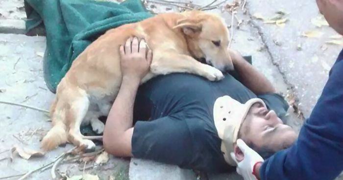 This loyal dog did not give up on his owner, who lost consciousness and was injured after the fall