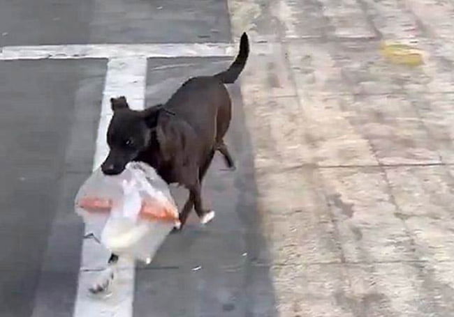 This loyal dog has been going to the supermarket for 10 years to buy breakfast for his beloved grandmother