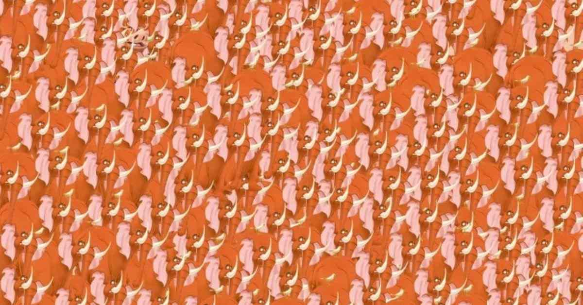 Find the Hidden Pumbaa among the animals