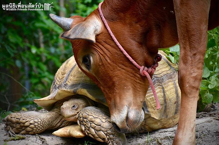 Tiny cow that lost its leg becomes the best friend of a giant tortoise