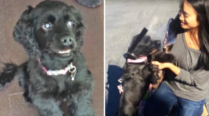 Touching video.  A formerly blind dog trembles with happiness and excitement when it sees its owner for the first time