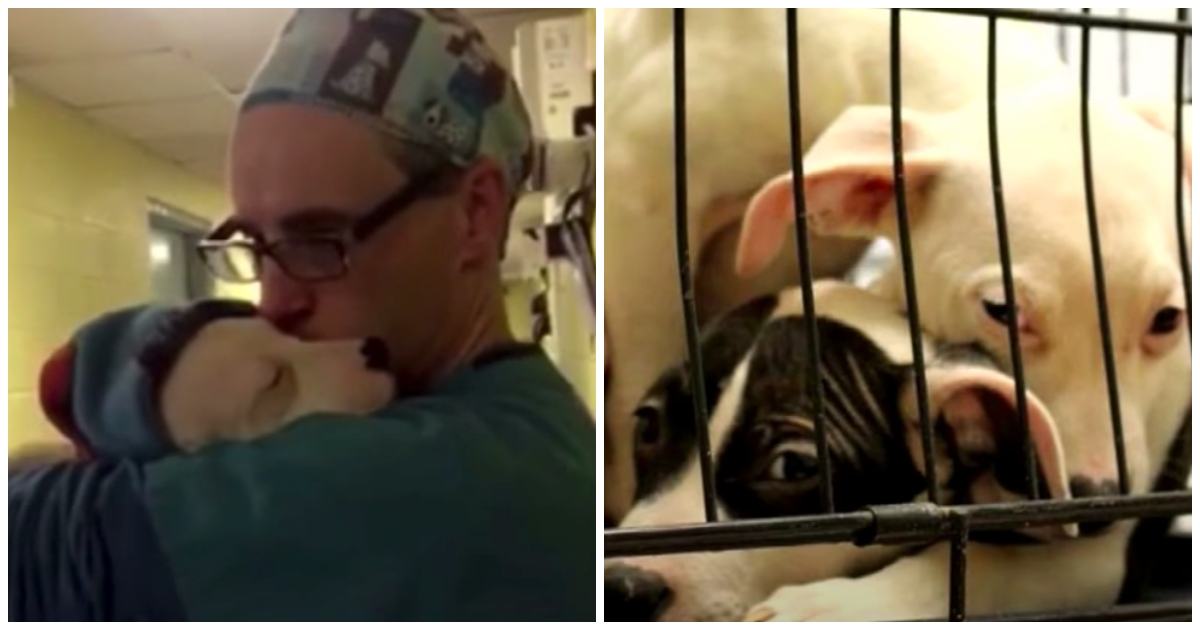 Touching video.  A kind vet holds and treats a scared and crying puppy like a baby after surgery