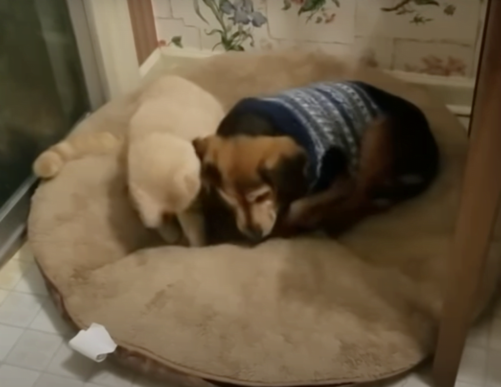 Touching video.  Sweet and kind cat comforting his blind and sick friend