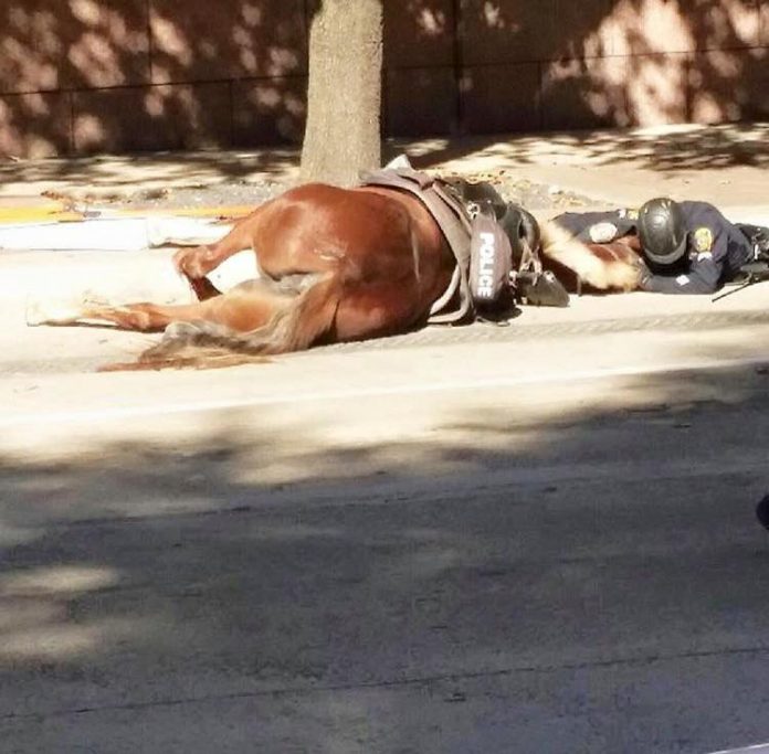 True friends until the last breath of life.  The heartbreaking story of a policeman and a loyal horse who are going through the last moments of their lives